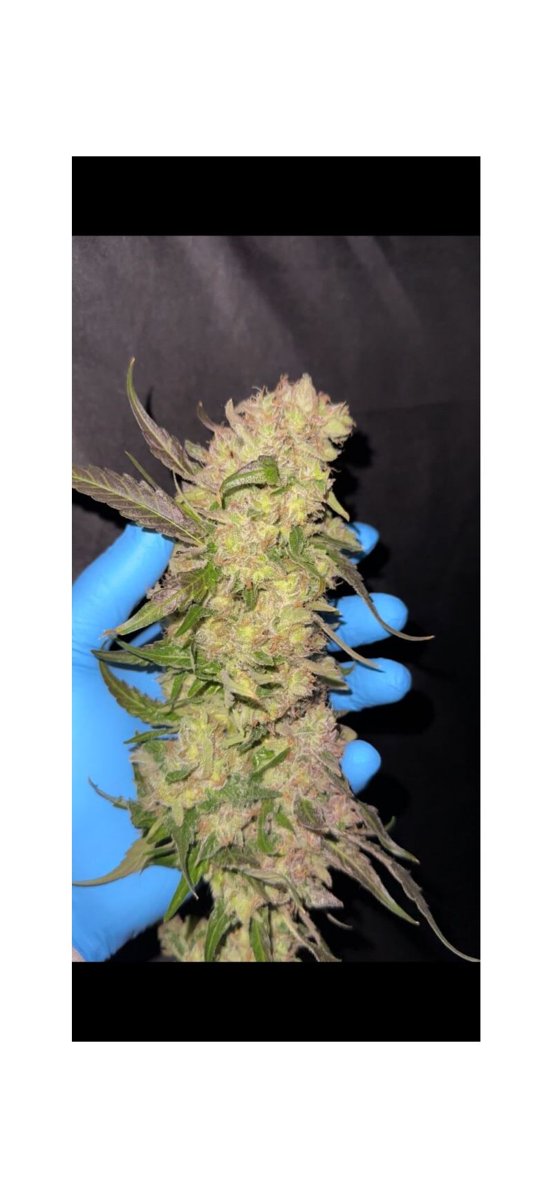 Rainbow Melon, Фасовка: 3, изображение 7